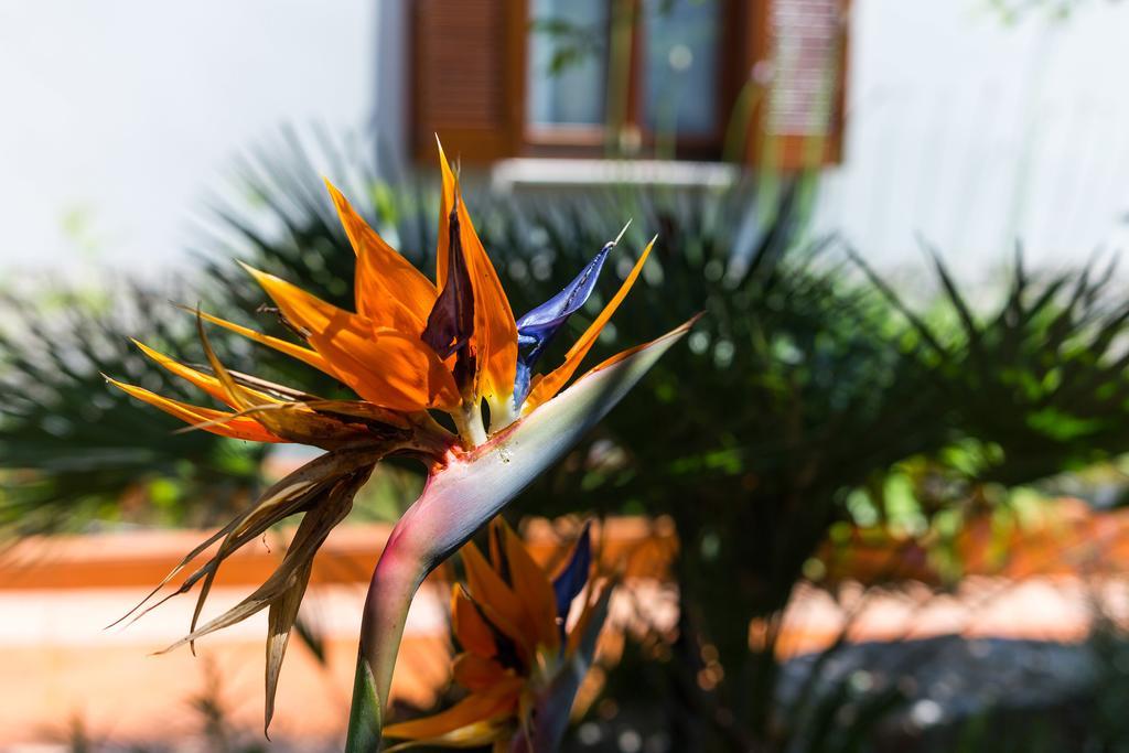 Villa Alma Велі-Лошинь Екстер'єр фото